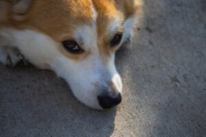 Płytki gresowe imitujące beton: Jak uzyskać autentyczny efekt bez wylewania.